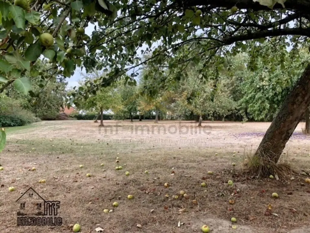 Streuobstwiese